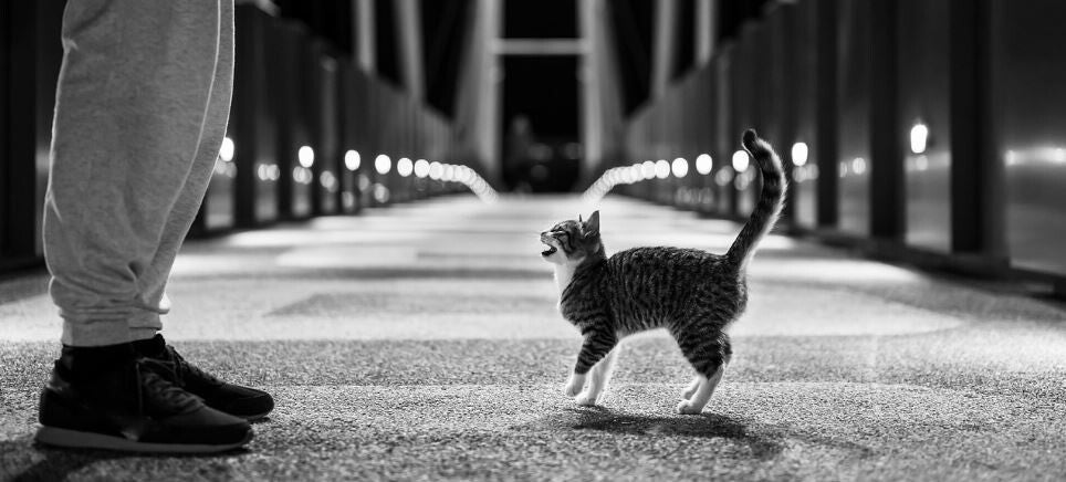 chaton-seul-rue-nuit-appel-aide