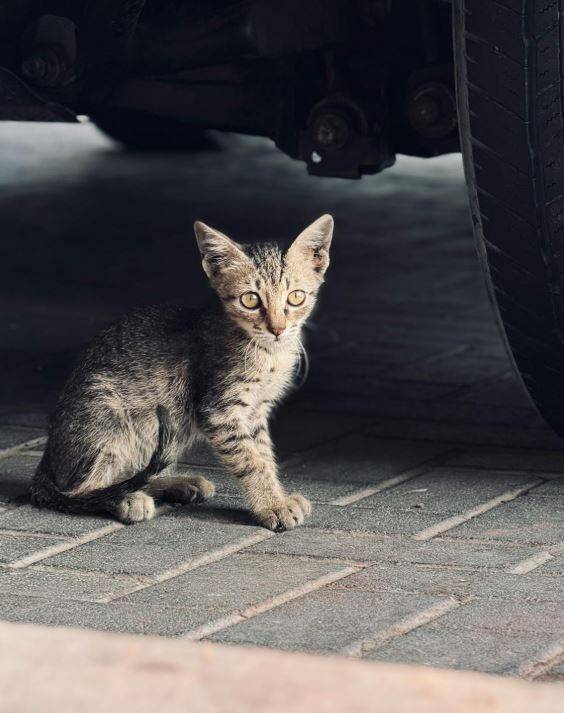 chaton-tigre-sous-voiture