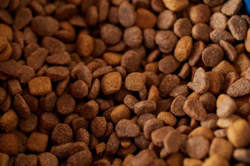 croquettes-chats