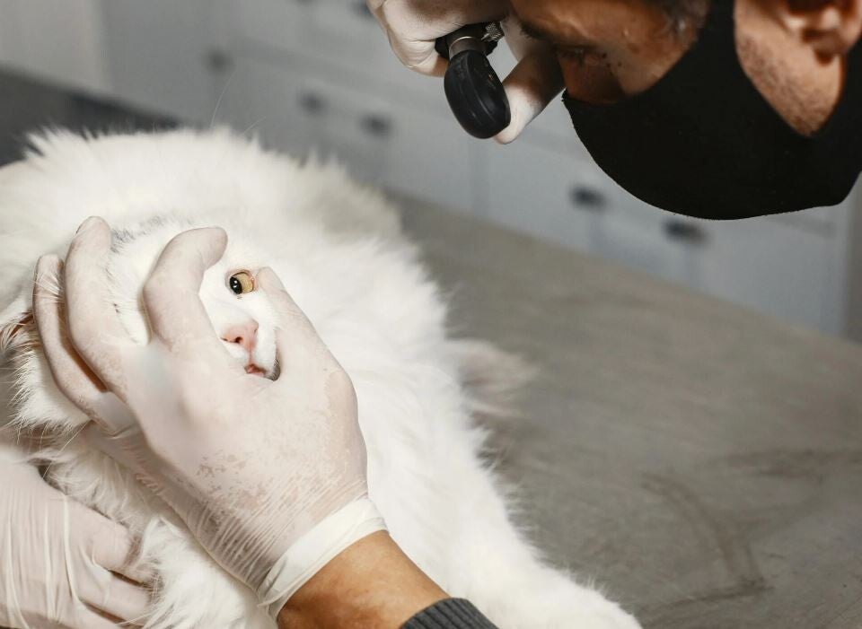 veterinaire-examine-oeil-chat-blanc