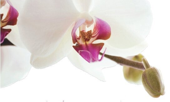 Vorup Blomster ApS logo