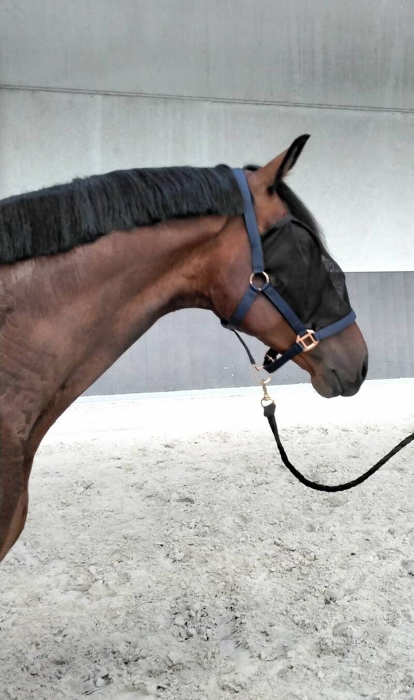 XQS Horsewear vliegenhalster Blue Rosegold