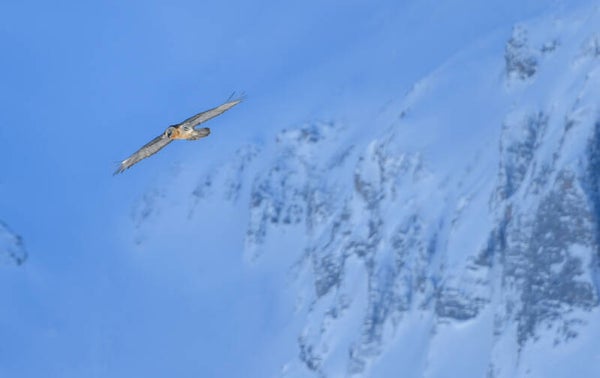 Photo Gypaète barbu