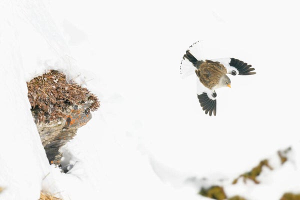 Photo Niverolle alpine