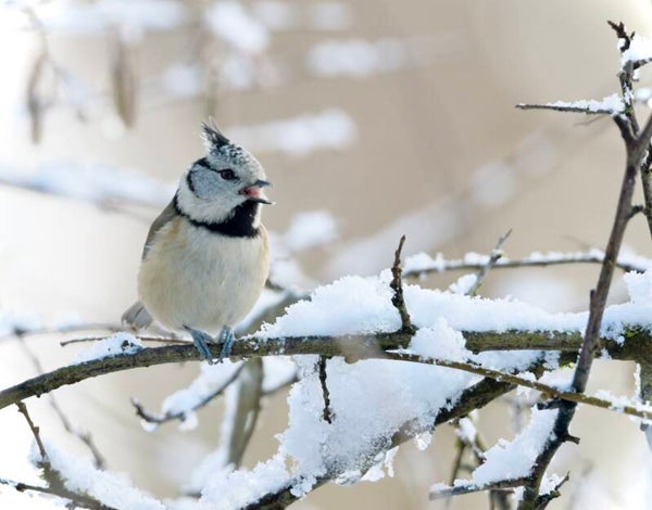 Photo Mésange huppée