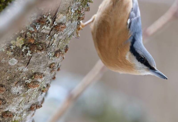 Photo Sitelle torchepot