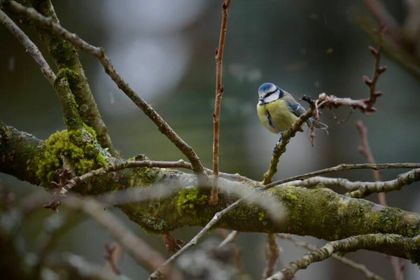 Photo Mésange bleue