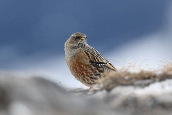 Photo Accenteur alpin