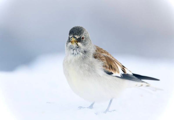 Photo Niverolle alpine