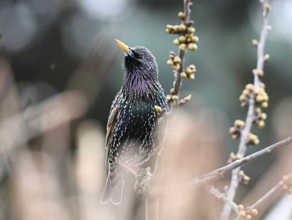 Photo Etourneau sansonnet