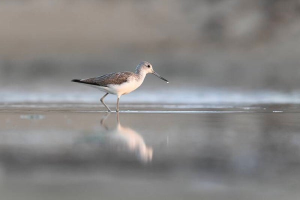 Photo Chevalier aboyeur