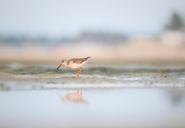 Photo Chevalier gambette