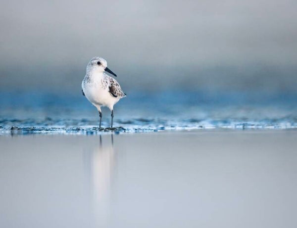 Photo Bécasseau sanderling