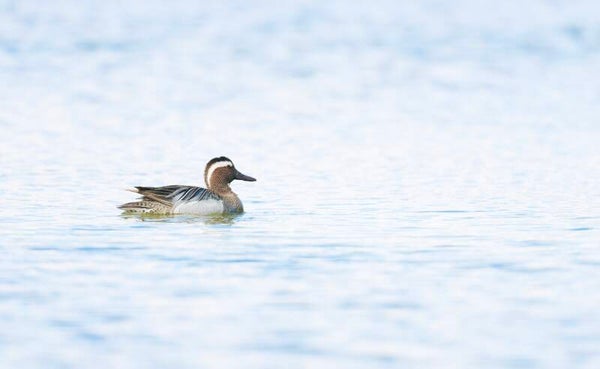 Photo Sarcelle d'été