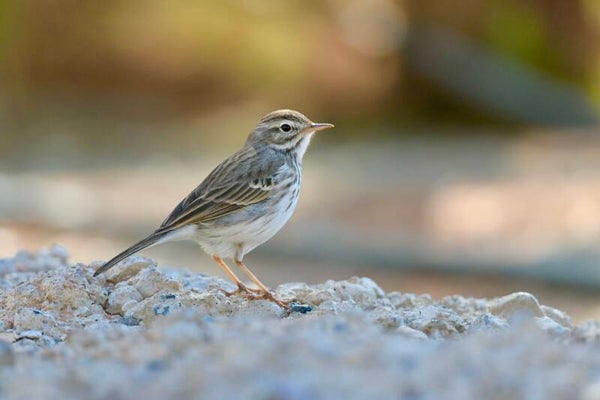 Photo Pipit de Berthelot