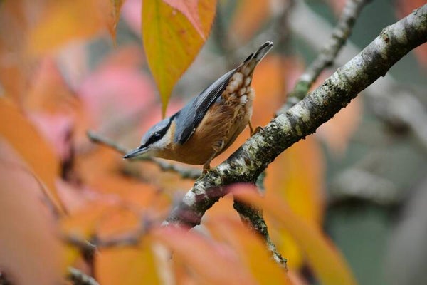 Photo Sitelle torchepot