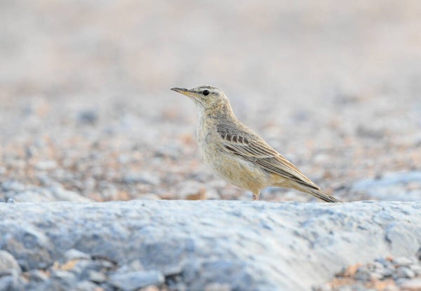 Photo pipit à long bec