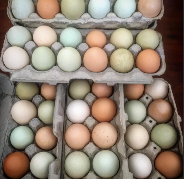 farm fresh eggs