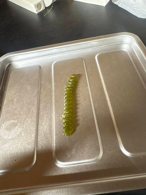 Stump Grub