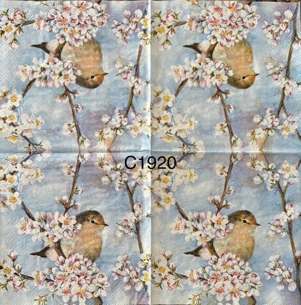 Birds (C1920) - Robin Sitting on Cherry Blossom Branch