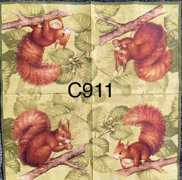 Animals (C911) - Squirrel Eating an Acorn