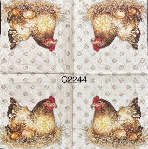 Birds (C2244) - Chicken Sitting on Nest and Eggs