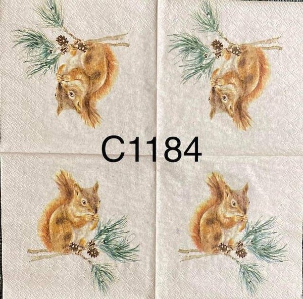 Animals (C1184) - Squirrel on Branch