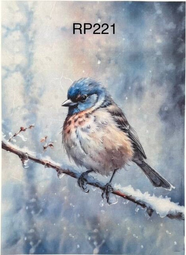 Winter (RP221) - Winter Watcher Songbird Sitting on Icy Branch
