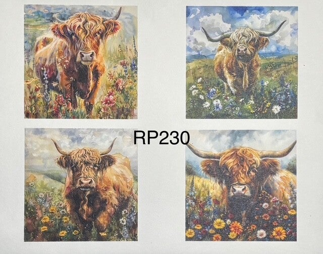 Cows (RP230) - Highland Cows (4 images)