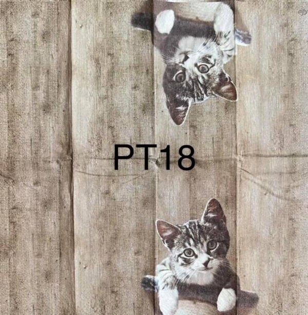 Cats (PT18) - Kasimir