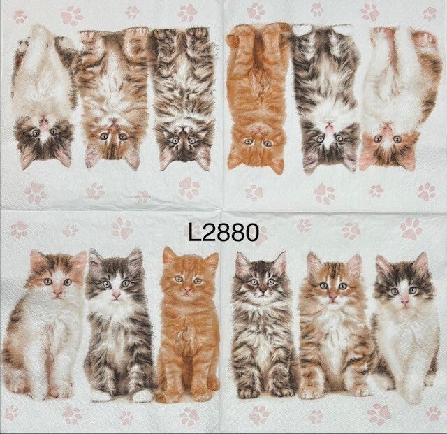 Cats (L2880) - Three Kittens, All Different Colors (realistic looking)