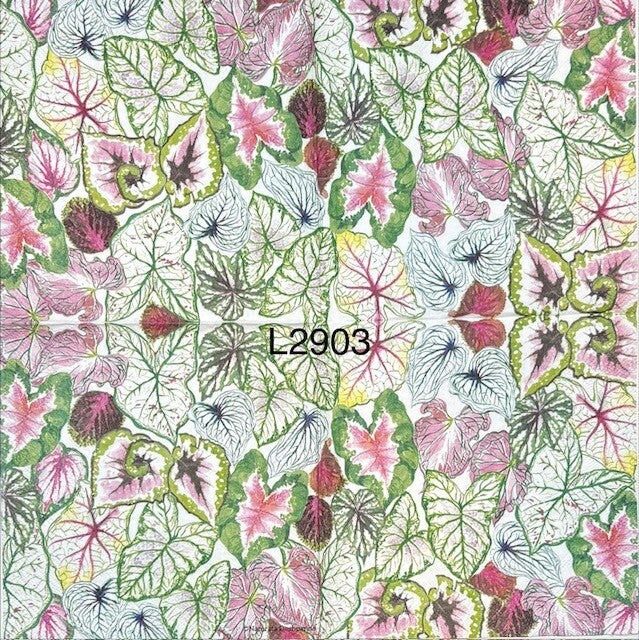 Plants (L2903) - Elephant Ears in Various Colors