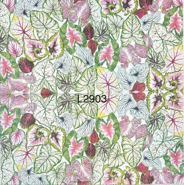 Plants (L2903) - Elephant Ears in Various Colors