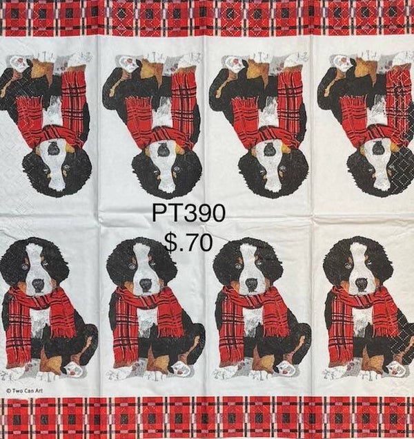 Dogs (PT390) - Bernese Mountain Dog Puppy with Red Scarf