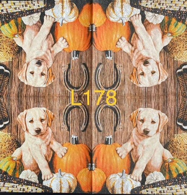 Dogs (L178) - Lab Puppy with Pumpkins