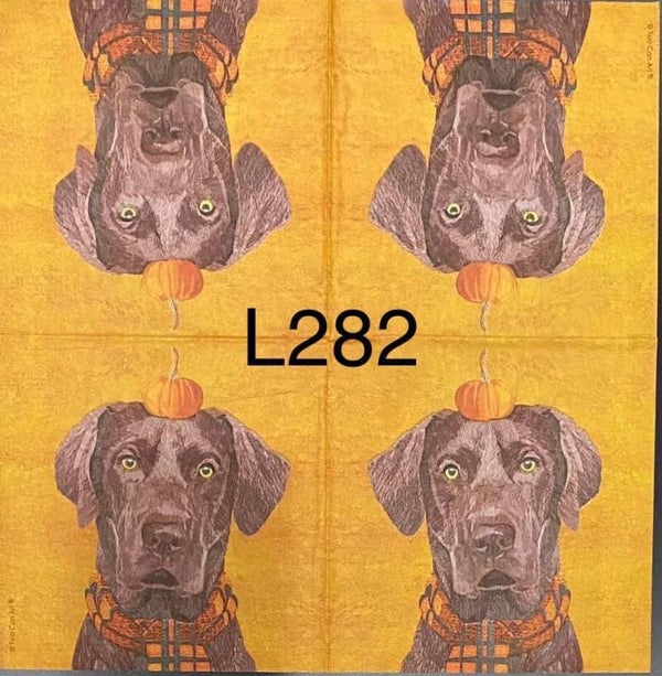 Fall (L282) - Chocolate Lab with Pumpkin on Head