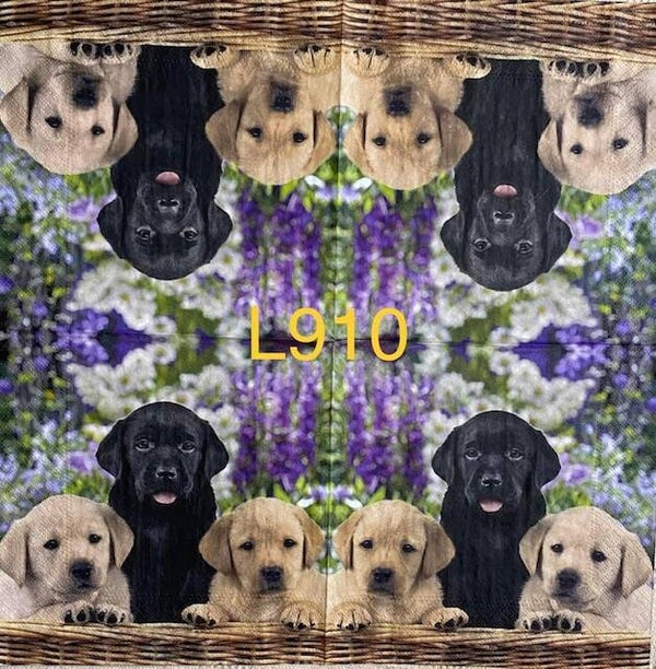 Dogs (L910) - Labrador Pups
