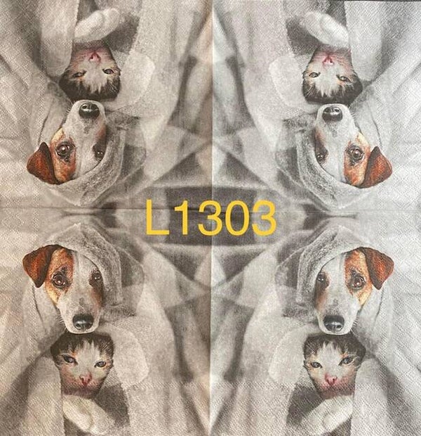 Animals (L1303) - Dog and Cat Under Blanket