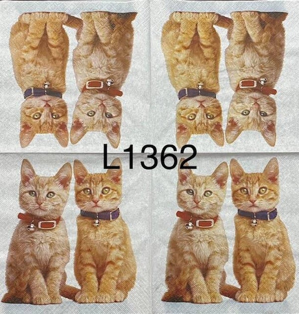 Cats (L1362) - Boy and Girl Kittens with Collars
