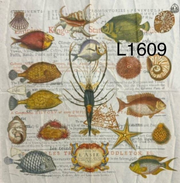 Beach (L1609) - Fish