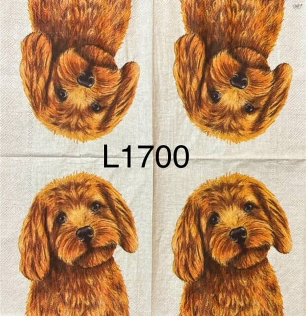 Dogs (L1700) - Labradoodle