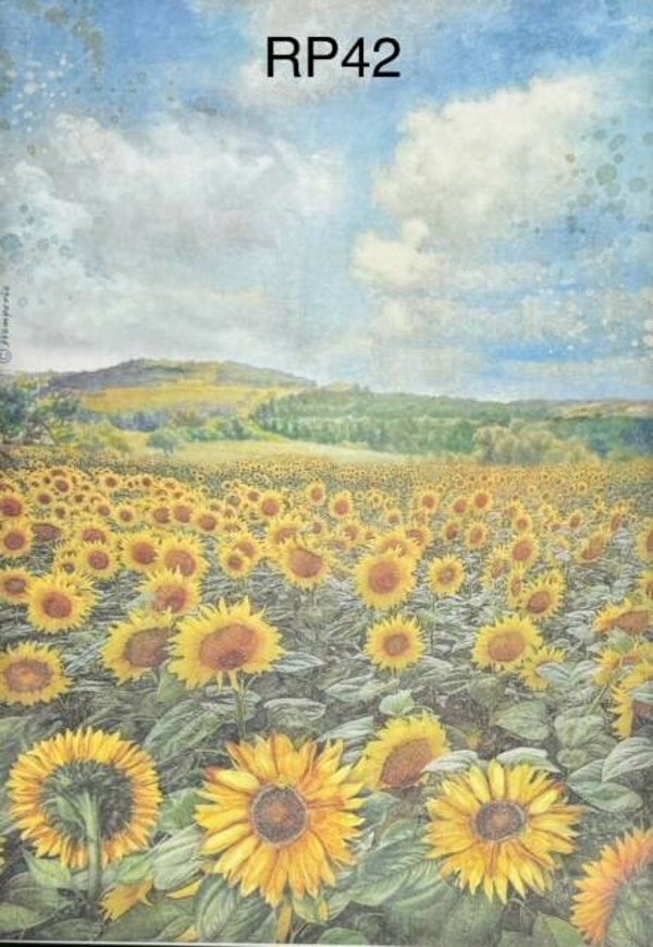 Sunflowers (RP42) - Field of Sunflowers