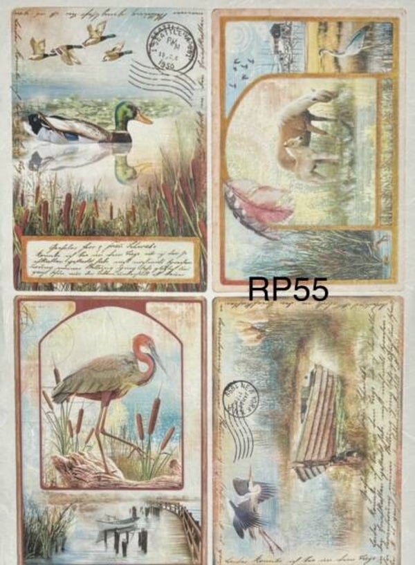 Birds (RP55) - Bird Postcards
