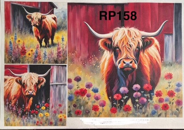 Cows (RP158) - Highland Farm Cow