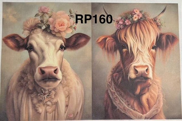 Cows (RP160) - Dressed Up Cows