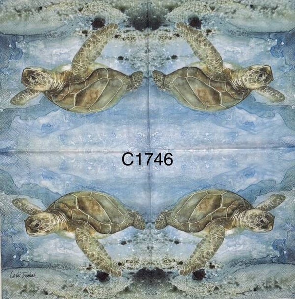 Beach (C1746) - Turtle Swimming