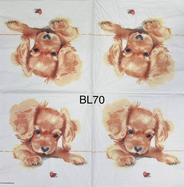 Dogs (BL70) - Puppy Looking at a Ladybug