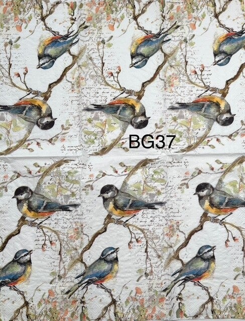 Birds (BG37) - Titmouse on Branch