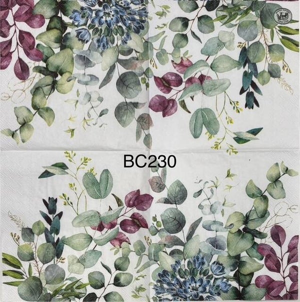 Plants (BC230) - Eucalyptus