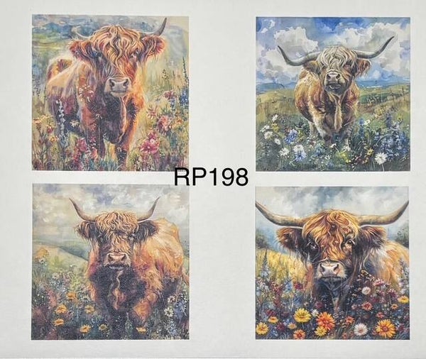 Cows (RP198) - Highland Cows in Pasture